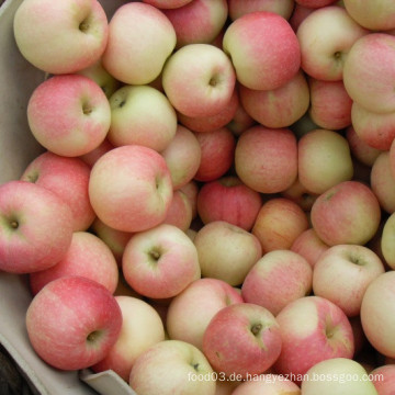 Frische rote Gala Apple Top Qualität von Golden Supplier